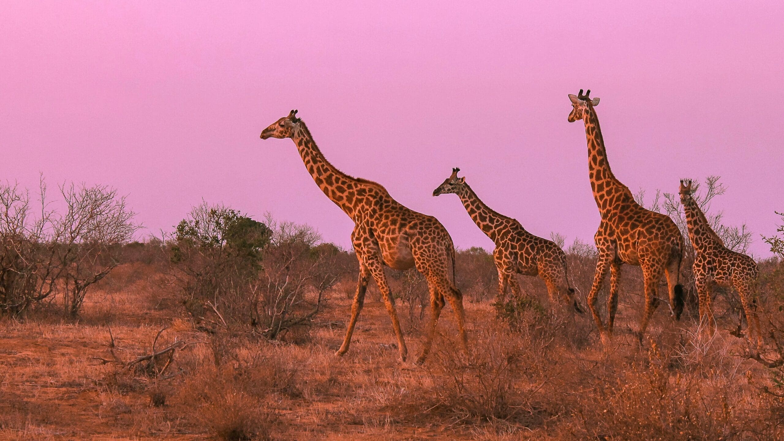 Kenia buiten het bekende - stad, leegte, oorsprong en kust