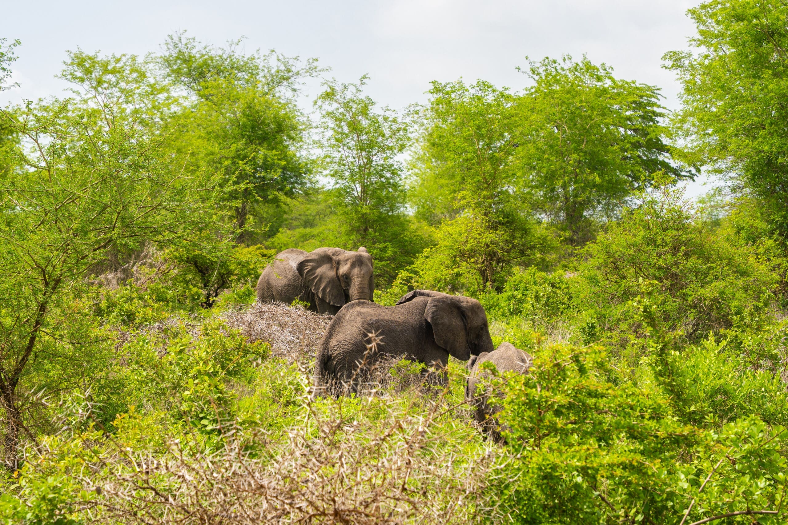 Drie olifanten lopen door dichte, groene vegetatie in een weelderig, zonovergoten landschap met bomen en struiken om hen heen.