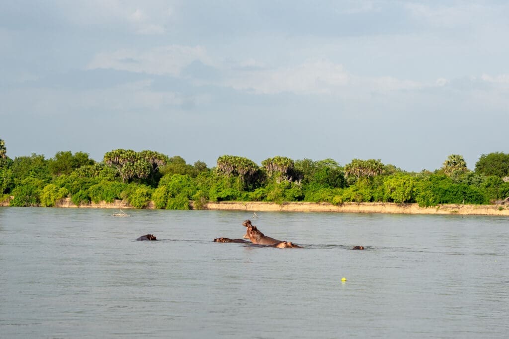 Nyerere National Park