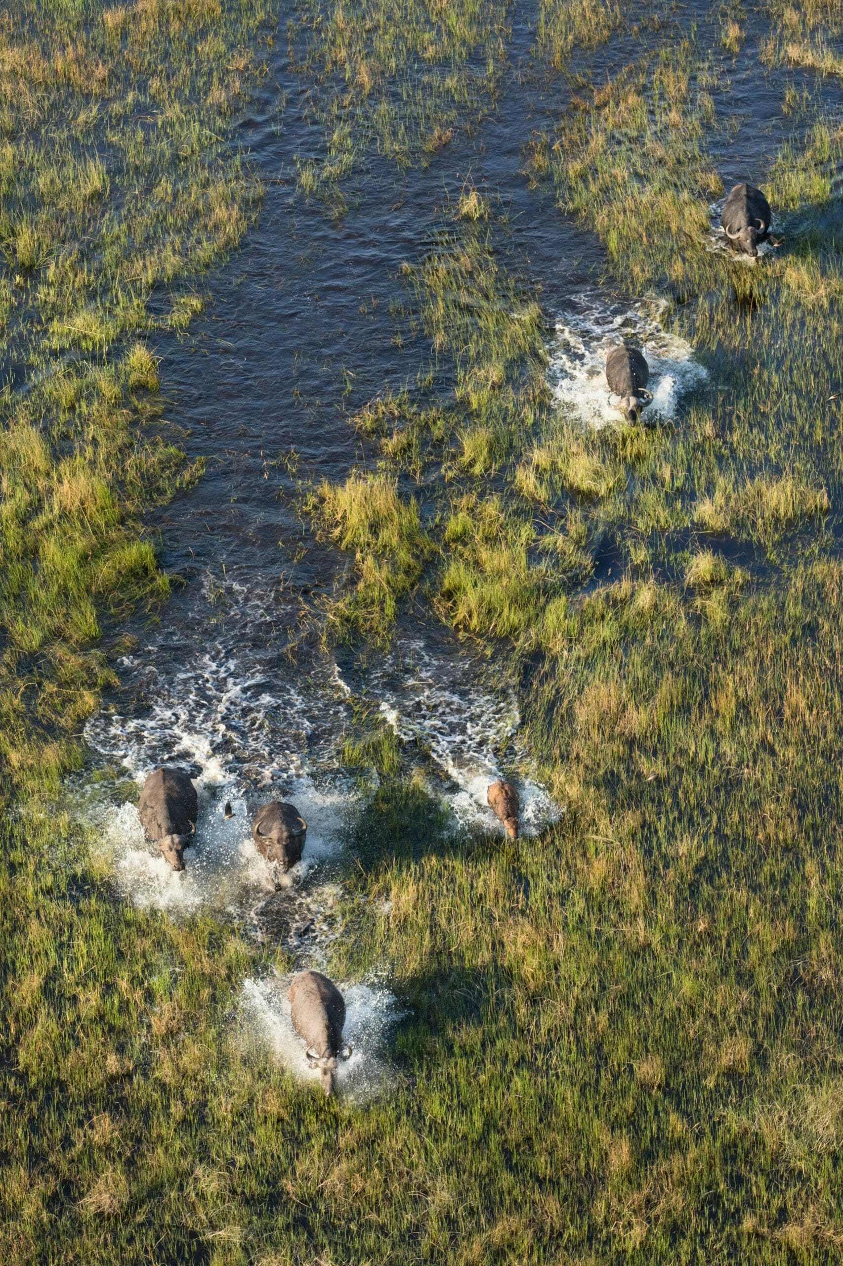 Luchtfoto van een groep olifanten die door ondiep water en grasland lopen en spetters maken terwijl ze bewegen. Het landschap is een mix van groene vegetatie en waterplekken.