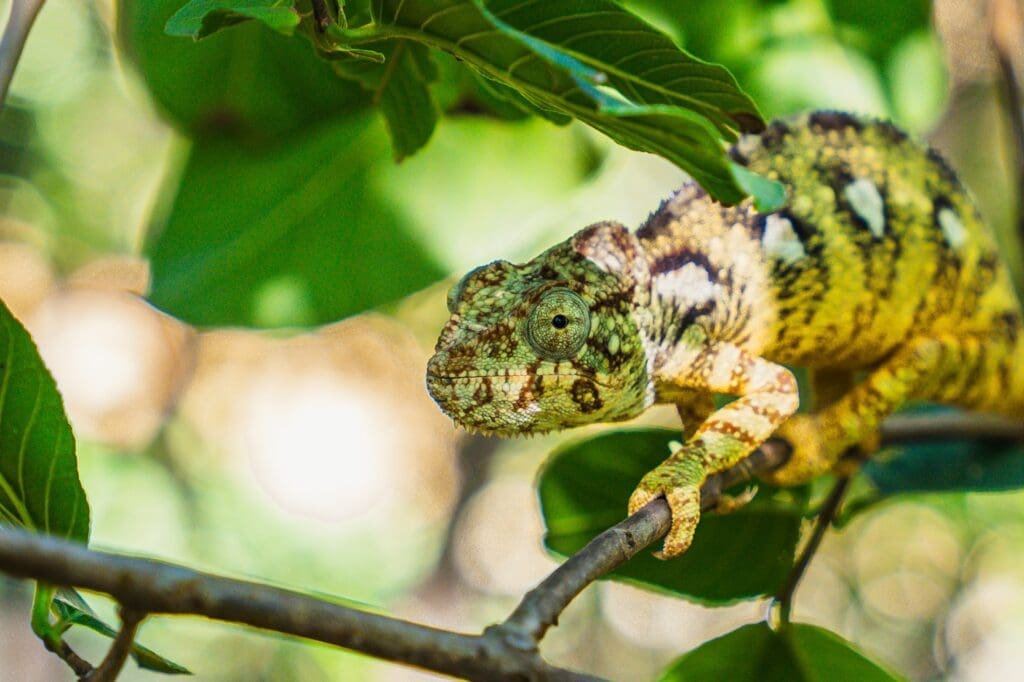 A chameleon with yellow, green, and brown patterns sits camouflaged on a branch surrounded by green leaves, blending into its leafy environment.