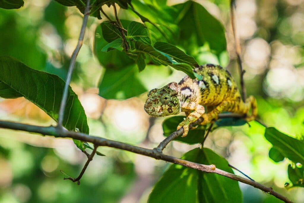 Een kameleon met groene, gele en bruine vlekken zit op een tak, omringd door weelderig groen gebladerte, en gaat volledig op in zijn natuurlijke omgeving.