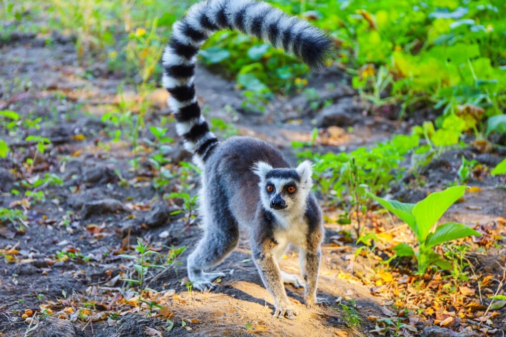 Lemuren in Madagaskar beobachten
