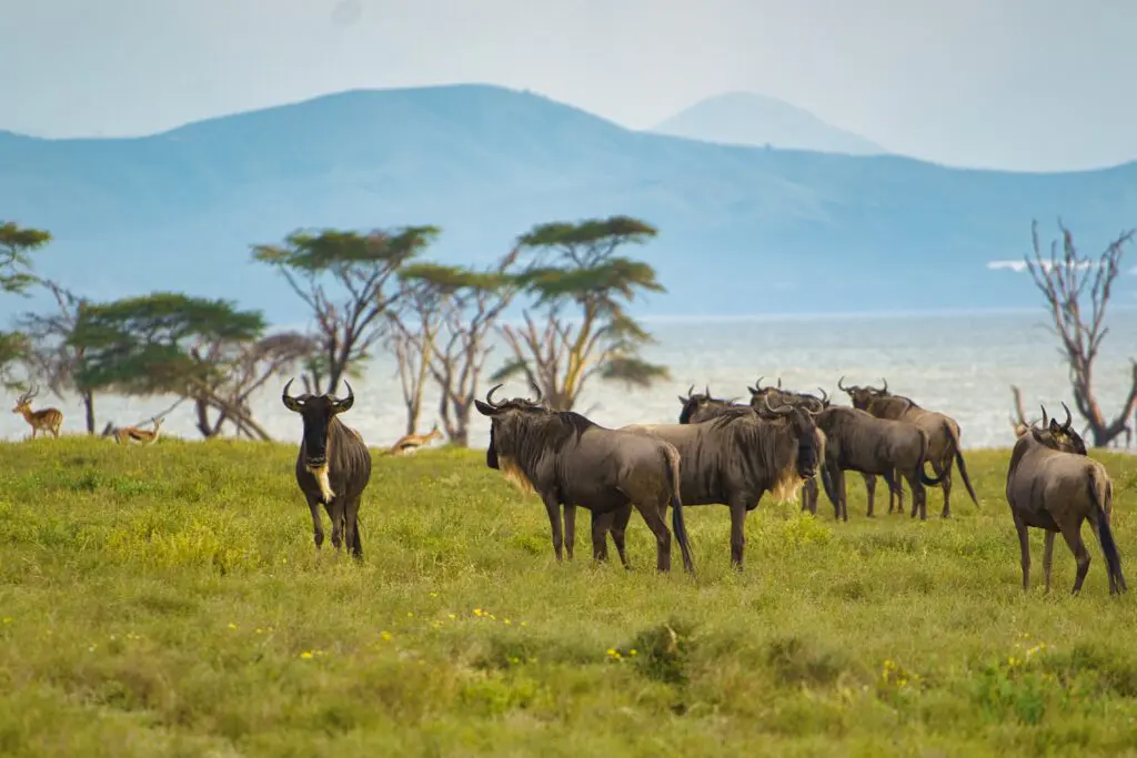 A group of wildebeests stands on grassy plains with a few trees scattered around, while distant hills and a body of water are visible in the background.